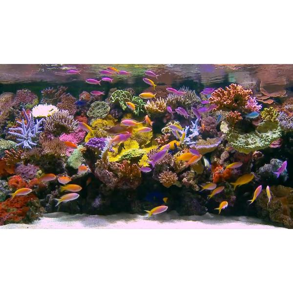 DVD Aquarium Tropical Reef