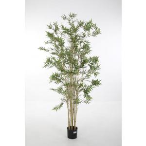 Artificial Japonica Plant - 180 cm