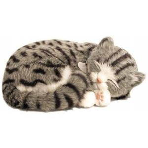 Precious pet Kitten grey