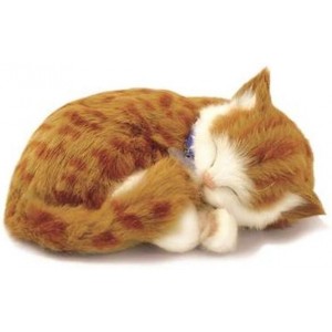 Precious Pet - Kitten Orange