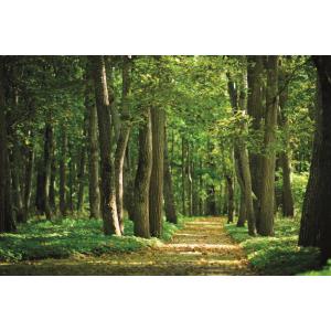 Spirit Pro cartridge (white) - Forest
